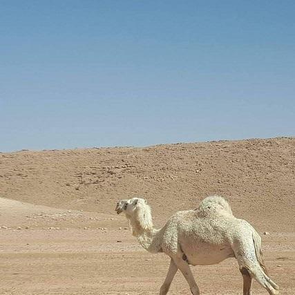 Camel